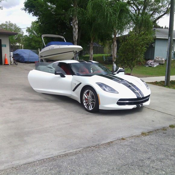 Meet your Posher, Taz - Picture 1 of 1